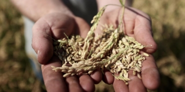 Tohum Ve Fide Uretiminde Yeni Adimlar Atiliyor