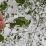 Turkiyede Zirai Don Tarimi Vurdu