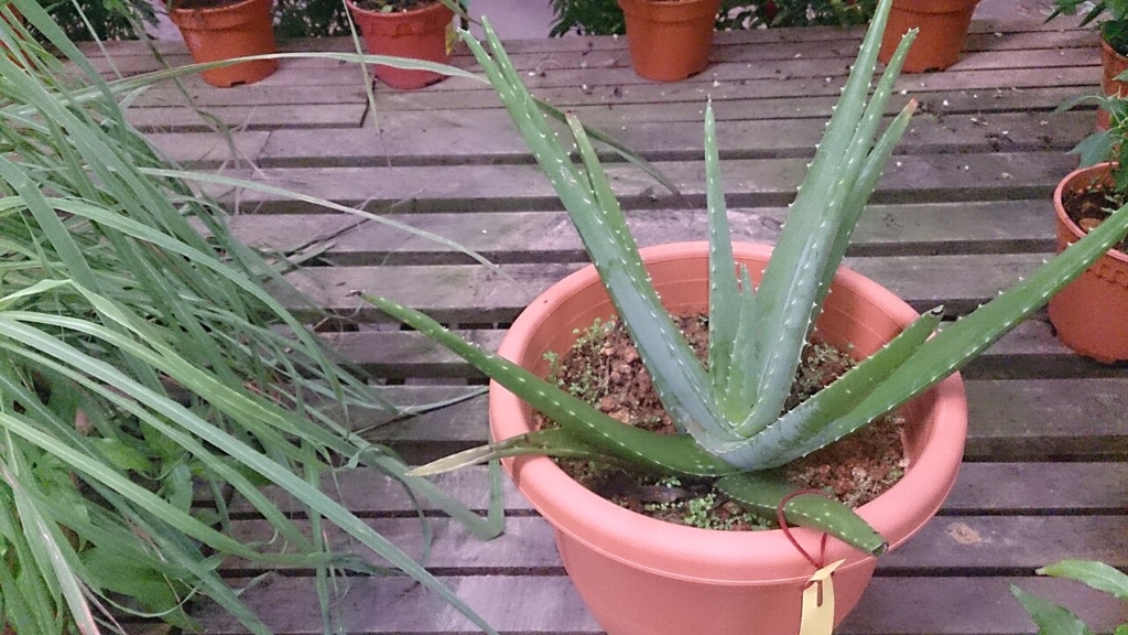 Saksıda yetiştirilen aloe vera bitkisi