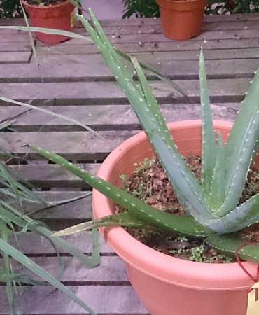 Saksıda yetiştirilen aloe vera bitkisi