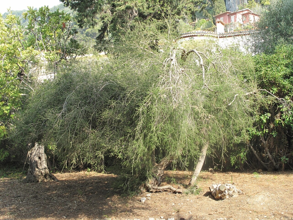 Çay ağacı