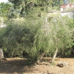 Çay ağacı