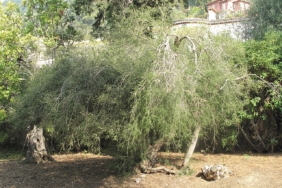 Çay ağacı