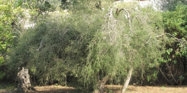 Çay ağacı