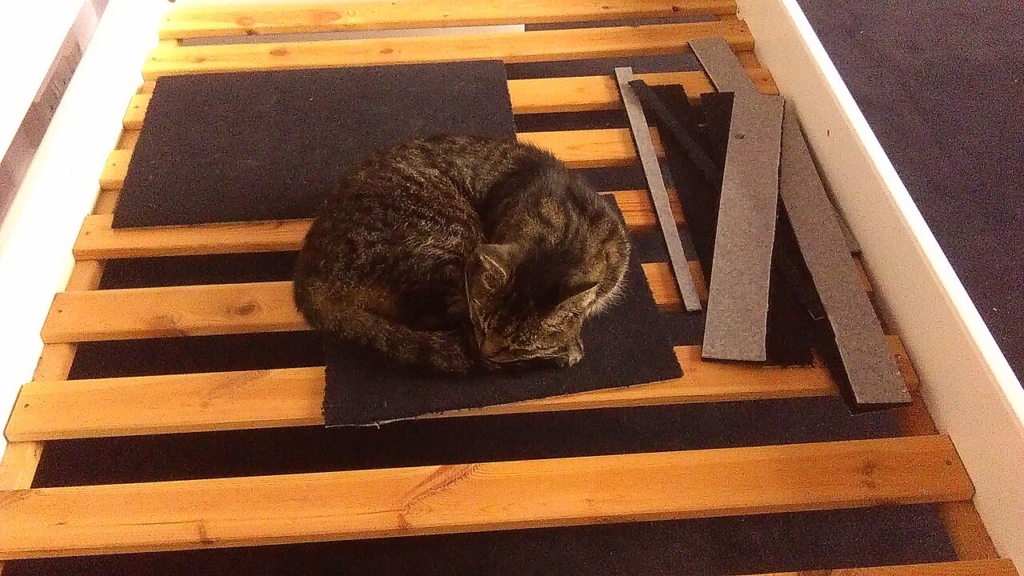 Halı üzerinde uyuyan kedi