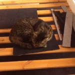 Halı üzerinde uyuyan kedi