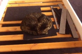 Halı üzerinde uyuyan kedi