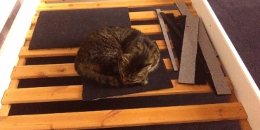 Halı üzerinde uyuyan kedi