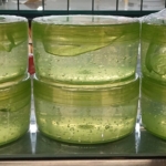 Aloe vera jeli