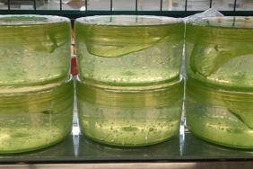 Aloe vera jeli