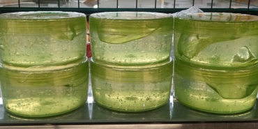 Aloe vera jeli