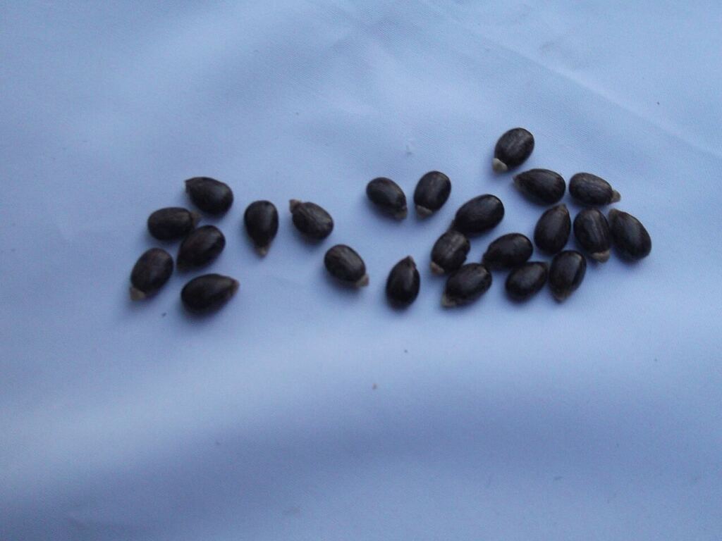 Hint yağı bitkisi tohumları