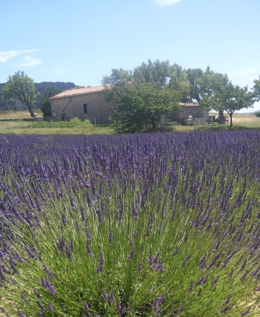 Lavanta tarlası