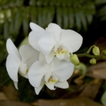 Beyaz çiçekli phalaenopsis orkide