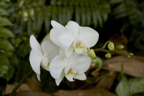 Beyaz çiçekli phalaenopsis orkide