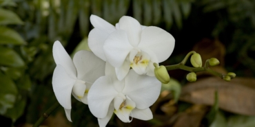 Beyaz çiçekli phalaenopsis orkide