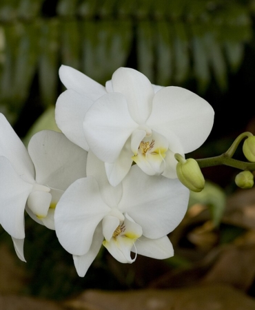 Beyaz çiçekli phalaenopsis orkide